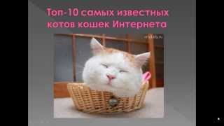 Топ 10-ка Самых Известных Котов и Кошек Интернета! Топ 10-ка Самых Известных Котов и Кошек Интернета!