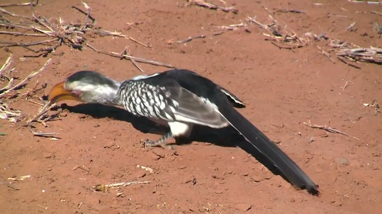 Southern Yellow-billed Hornbill (Tockus rufirostris) - Kruger nr Punda Maria (South Africa) 3-8-2011