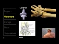 The Wonders of the Skeletal System and Its Functions