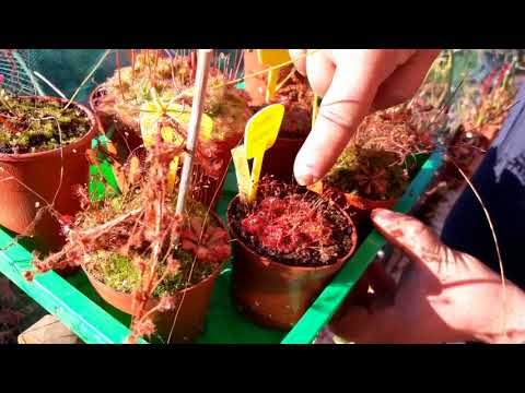 Video: Cos'è una Butterwort: scopri come coltivare Butterwort carnivore