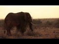 Elephants Of Tsavo East Kenya