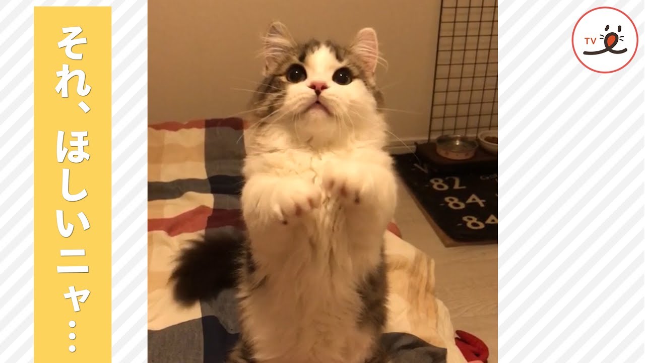 それちょうだい～！おもちゃを前に目がキラキラするネコちゃん✨【PECO