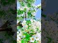 Beautiful White Blossom Tree in Full Bloom 🌿✨ #shorts #tree