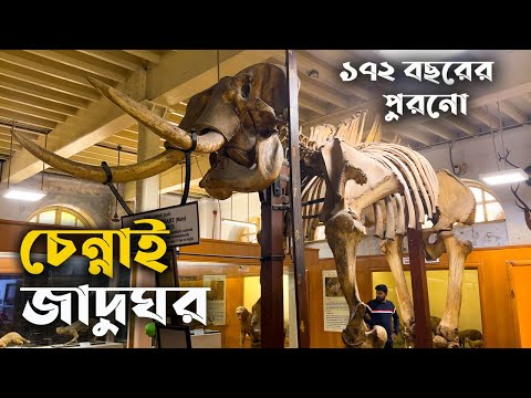 ভিডিও: মিউজিয়াম 