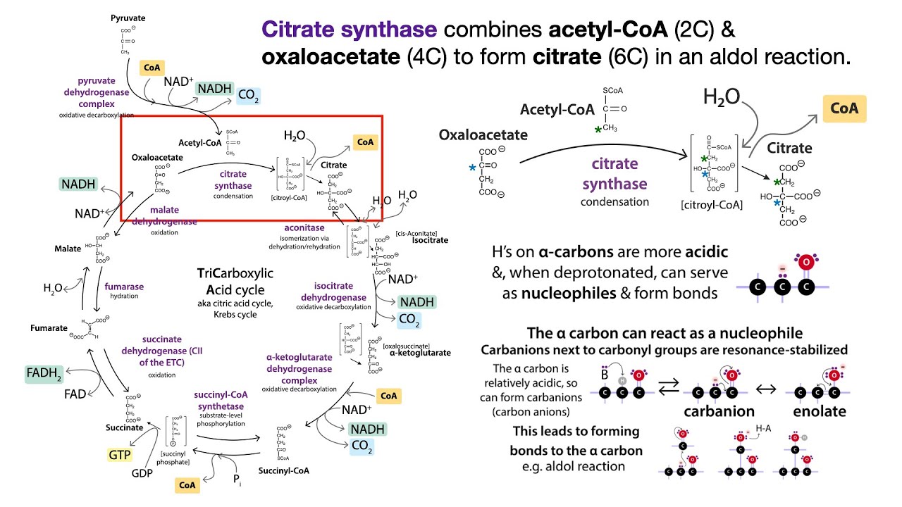 Chemistry of the TCA (TriCarboxylic Acid)/citric acid/Krebs cycle