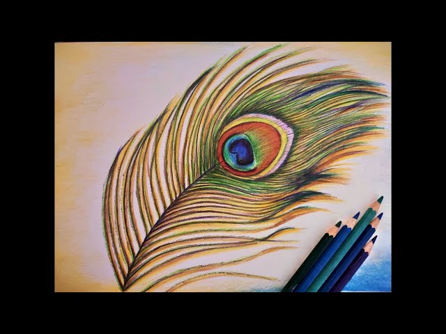 draw peacock feather｜TikTok Search