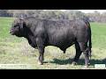 Lot 45 Lucrana Vivid V132 (PP)