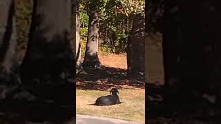 IS THAT A BIGFOOT WATCHING THAT DOG #bigfoot @thedailydanblog247
