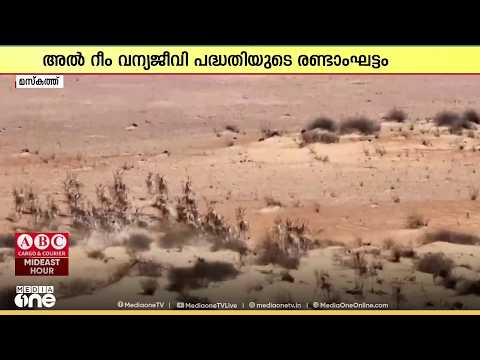 വന്യജീവി സംരക്ഷണത്തിൽ ഒമാൻ; 60 അറേബ്യൻ മാനുകളെ വാദി മരീർ മരുഭൂമിയിലേക്ക് തുറന്നുവിട്ടു
