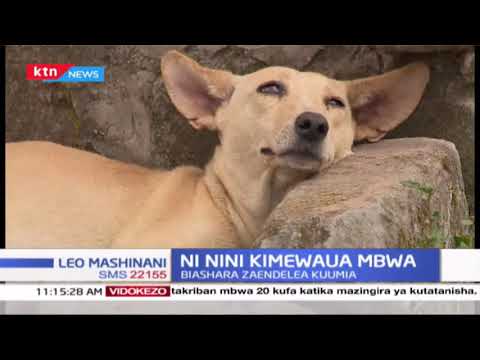 Mbwa 20 wafariki kwa mpigo kutokana na maradhi isiyojulikana Thika