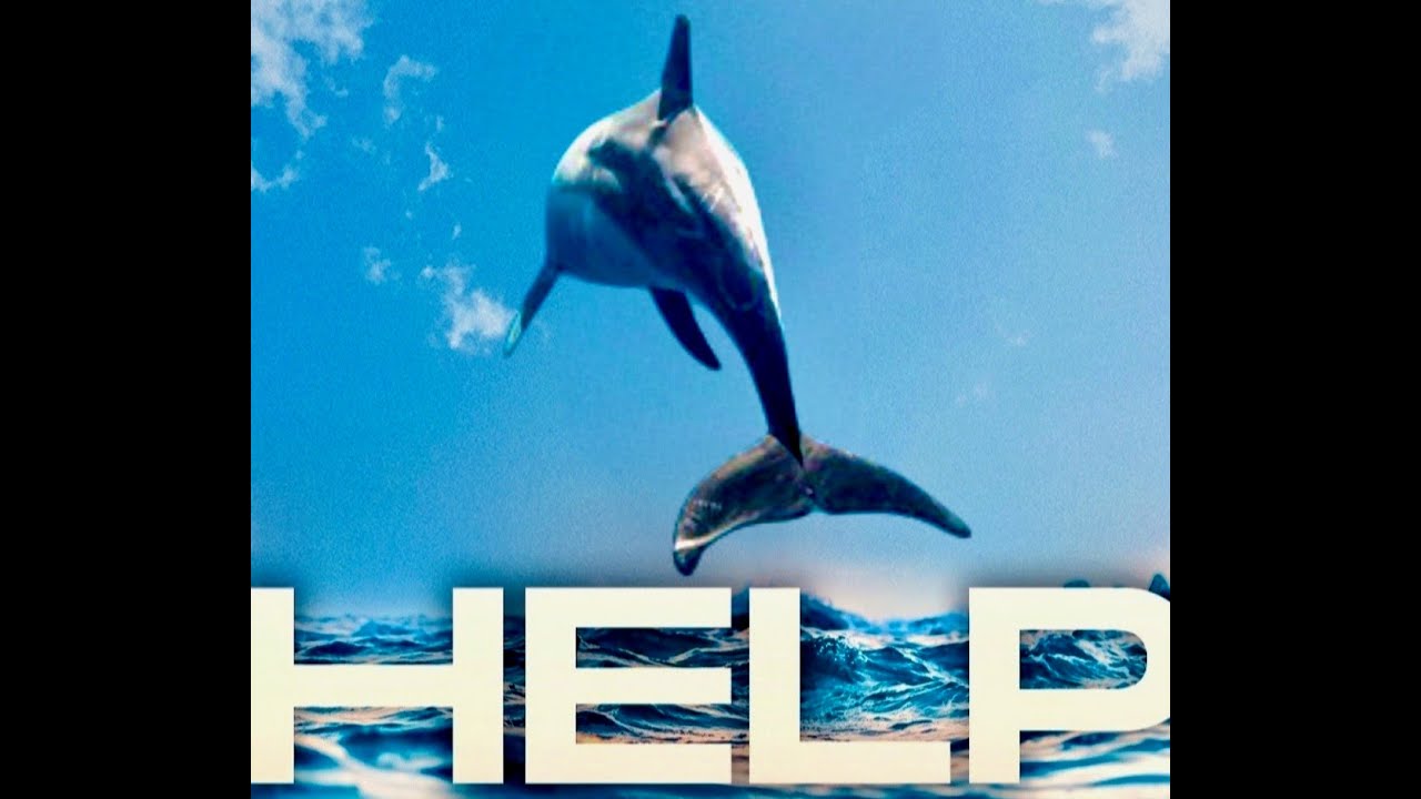 Dolphin Saves Carlos From Drowning! Beautiful NDE!