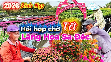 1081. Tết 2026 - Làng hoa Sa Đéc vô vụ làm ăn lớn nhất trong năm tất bật chuẩn bị hoa Xuân Bính Ngọ