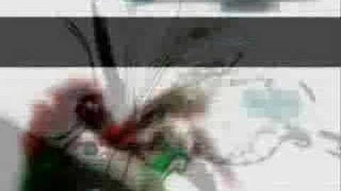 Dif:use 2004 promo Part 2