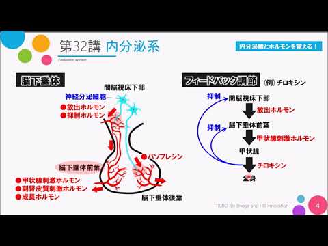 【高校講座 生物基礎】第32講「内分泌系」