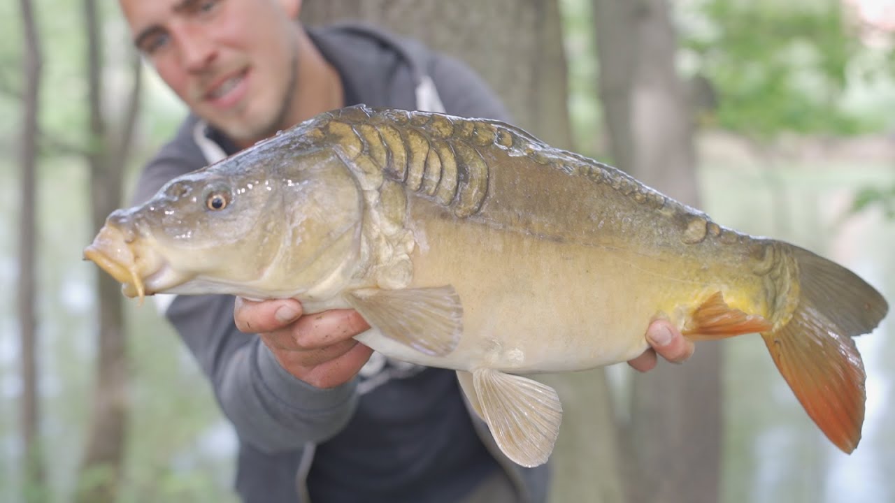 Angeln Am Fluss Regen Angelblog Hobby Angeln Angeln Am Fluss Regen Angelblog Hobby Angeln