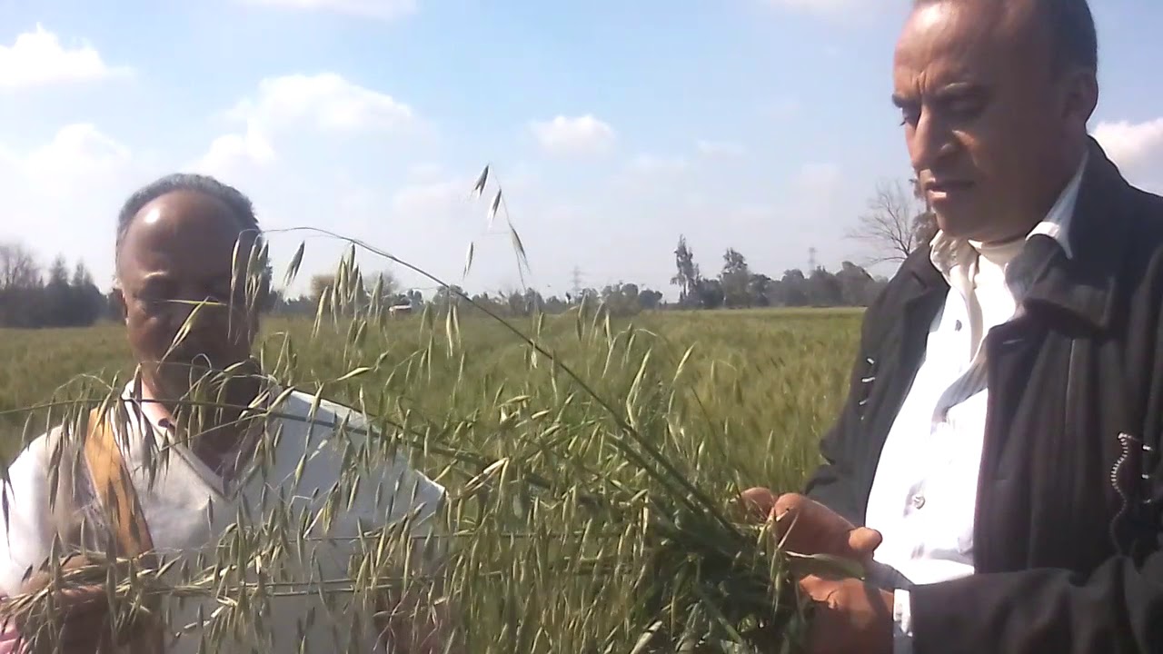 حشيشة خطيره تهلك وتدمر نباتات القمح  هي حشيشة الزمير وتسمي هالكة القمح