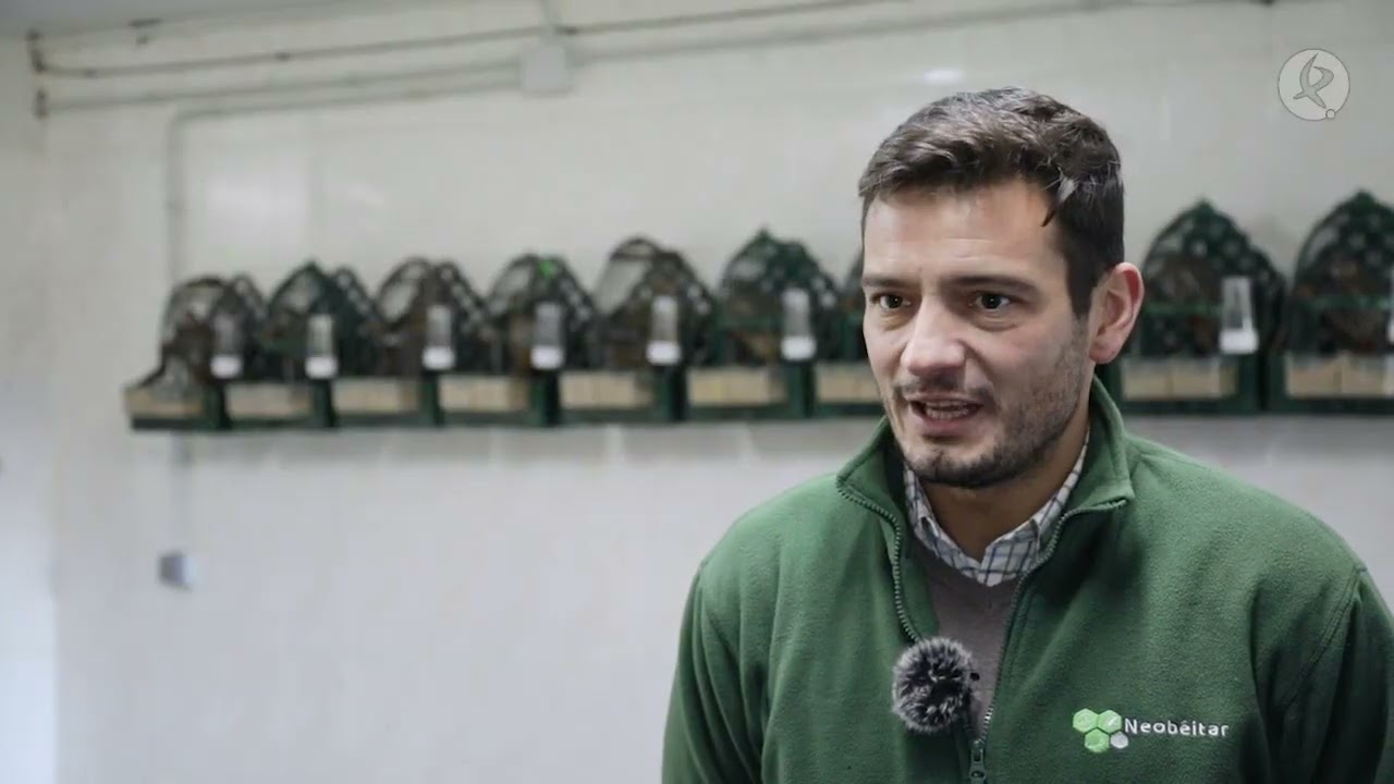 En esta granja de Mérida se cría perdiz roja | La besana en verde