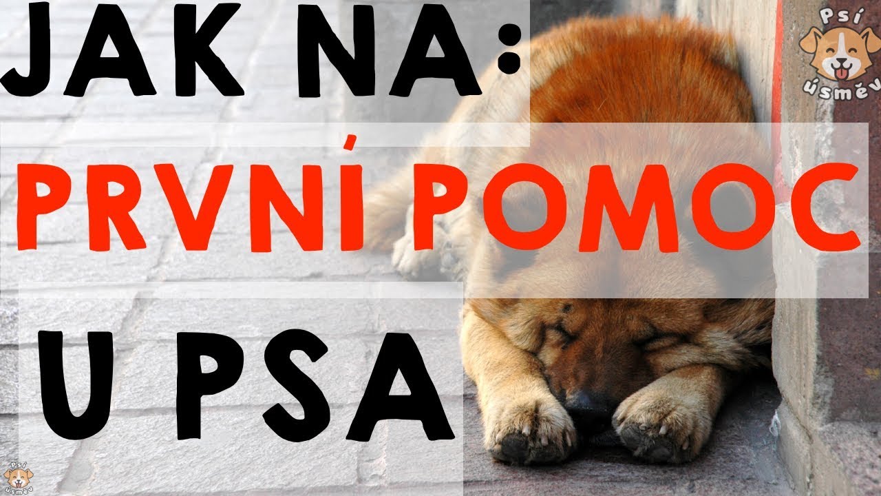 JAK POSKYTNOUT PRVNÍ POMOC (SVÉMU) PSOVI ??