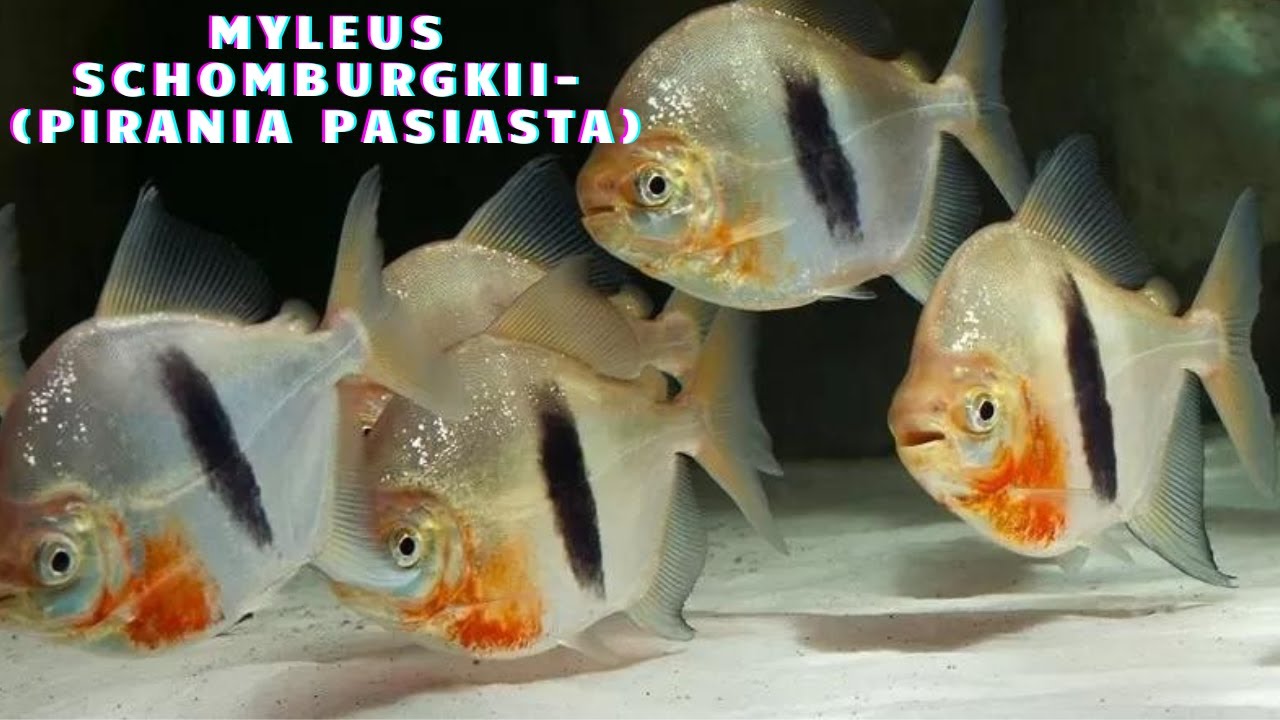 Myleus Schomburgkii Wide Bar-(Pirania Pasiasta)