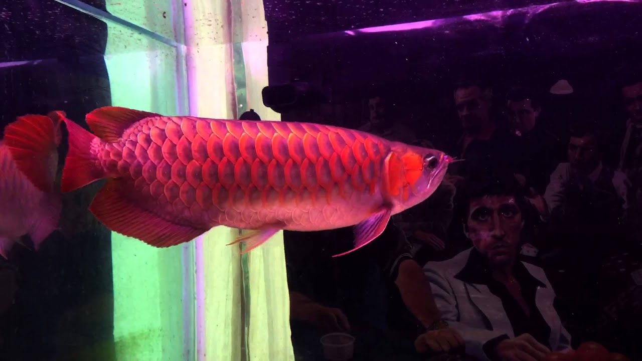 camera iphone 8 plus apk 21 inch chilli red Arrowana