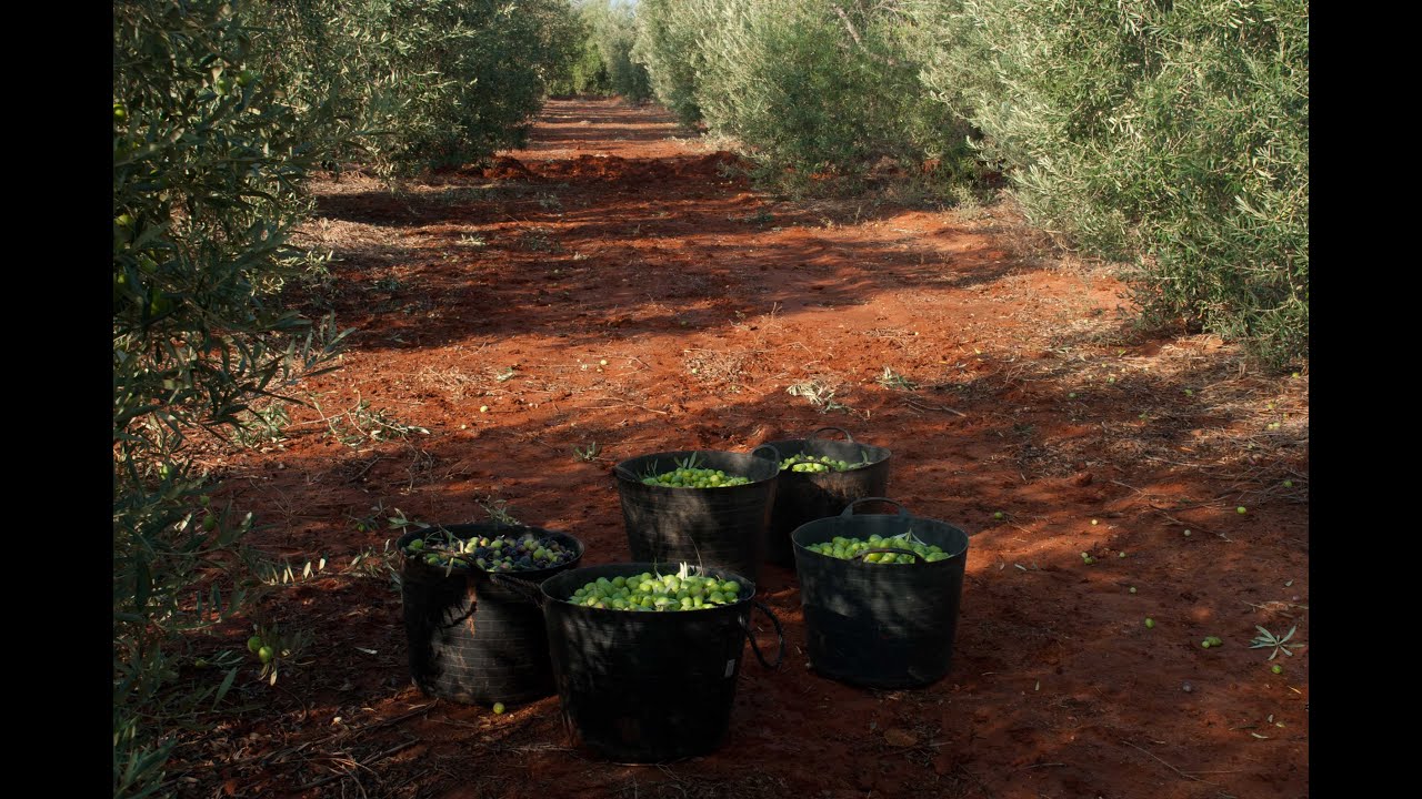 Campaña de verdeo de la aceituna de mesa tradicional
