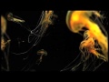 Morphology - Plankton (AC Records)