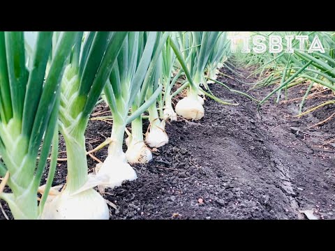 Video: Cebollas En Crecimiento