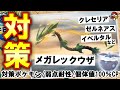 【伝説レイド】メガレックウザ/クレセリア/ゼルネアス/イベルタル対策|Pokémon GO Fest 2023で登場するレイドボスに有効な対策ポケモン12選・弱点耐性など【ポケモンGO】