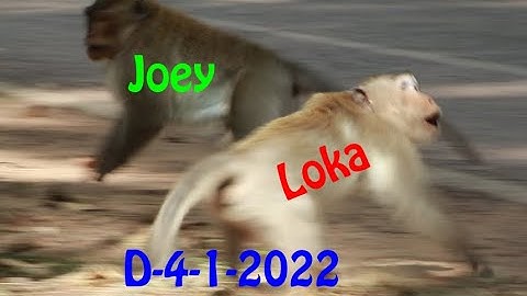 First Time Joey Monkey/ Monkey Joey VS Loka Monkey On Angkor Thom Road
