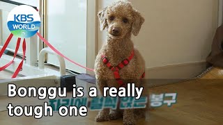 Bonggu is a really tough one (Dogs are incredible) | KBS WORLD TV 210512