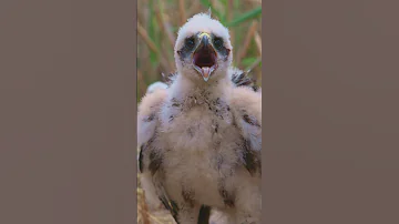 Птенец болотного луня | Marsh harrier nestling (Circus aeruginosus)