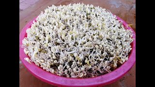 របៀបធ្វើសណ្តែកបណ្តុះ How to Grow bean sprout|ម្ហូបខ្មែរគ្រប់មុខ|cambodian food