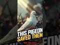 The Pigeon That Saved WWII Soldiers🔥😱#historyshorts #history #documentaryshorts #historyfacts