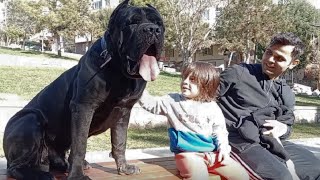 CANE CORSO / HAPPY GAMES WITH THE KING @YouTube