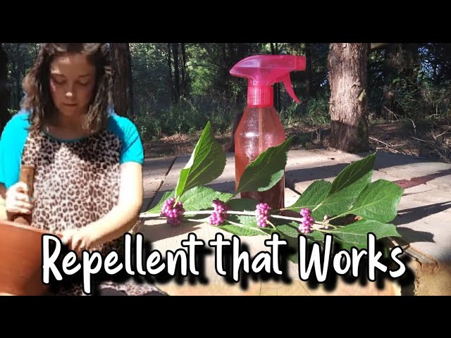 The Natural Armor: French Elderberry Bug Spray Recipe That Defends You 3 sddefault