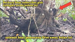 Hunting for Santigi baboons for GIVEAWAY prizes for subscribers part 2