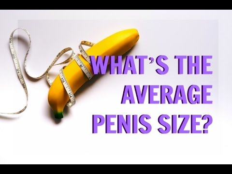 What is the average penis size?