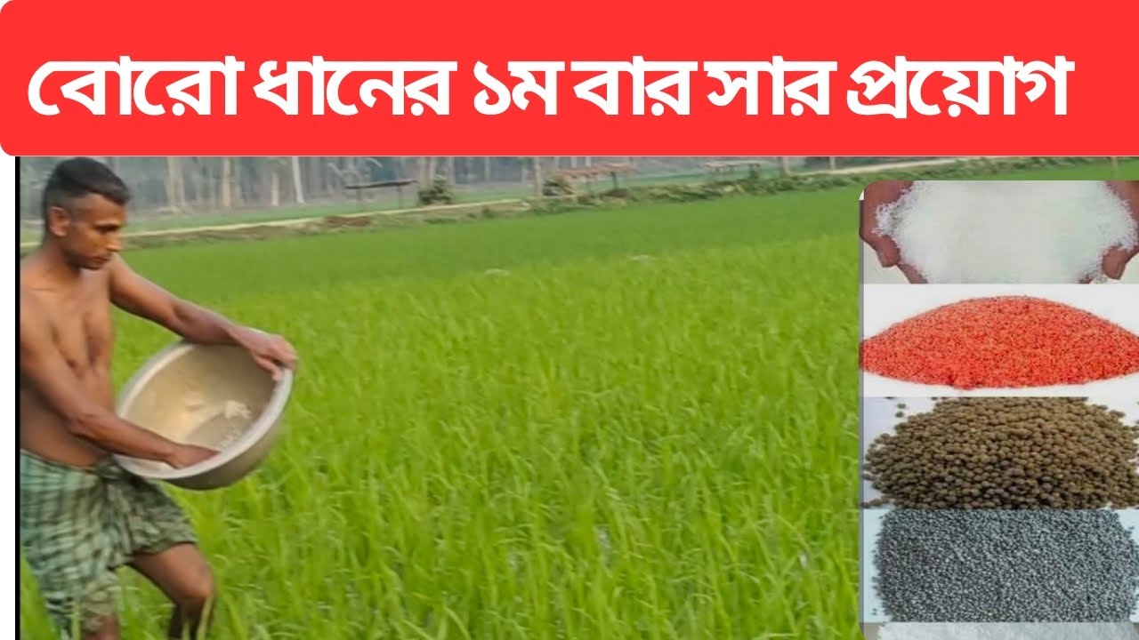 বোরো ধানে বাম্পার ফলন? এই সার প্রয়োগের গোপন রহস্য জানুন!