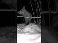 fox in the garden #winter#garden#fox#animalshortsvideo