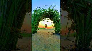 Mobile creative nature videography and #short #crazy #trending #videography 