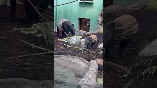 Malayan Tapir Mom and Calf Eating Browse