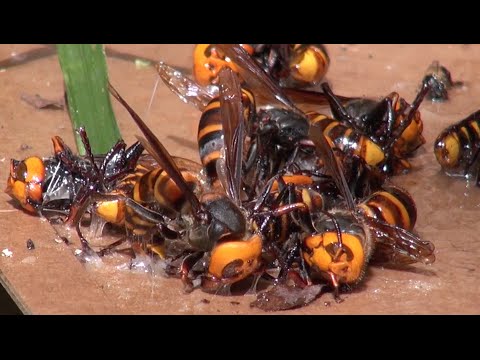 How to make a trap of Giant hornets