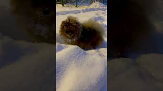 Pomeranian spitz KIMI happy about first snow