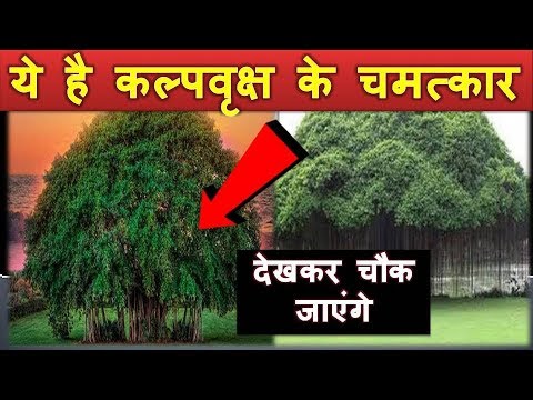 वीडियो: चीतलपा वृक्ष क्या है?