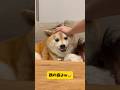 柴犬の態度が180度変わる瞬間とは…？？ #柴犬 #shibainu #shorts