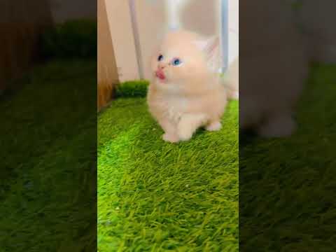 #cat #kitten #baby awwww cute baby 🍼🍼🐥🐥