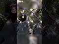 Chimps and Bonobos use same gestures as humans to communicate 🐵 | Newsround #shorts
