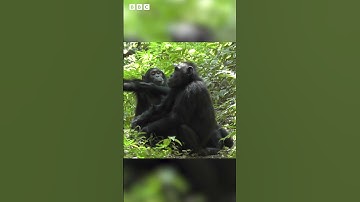 Chimps and Bonobos use same gestures as humans to communicate 🐵 | Newsround #shorts
