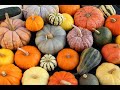 Tutto sulla ZUCCA | COME PULIRE, CUOCERE, SCEGLIERE E CONSERVARE LA ZUCCA