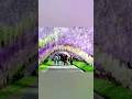 Los túneles de glicinas están ubicados en los Jardines Kawachi Fuji en Kitakyushu, Japón #tunel